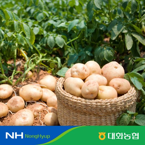 [hnsmall] [특등급,m사이즈] 평창 대화농협 두백감자 10kg... [hnsmall] [특등급,m사이즈] 평창 대화농협 두백감자 10kg 12144726