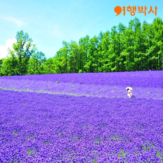 [lotteimall] 여행박사 북해도4일 패키지 13355056 | 홈쇼핑모아 [lotteimall] 여행박사 북해도4일 패키지 13355056