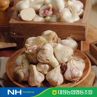 2026 햇 제주 대정암반수마늘 200통(2접) L사이즈, 특등급