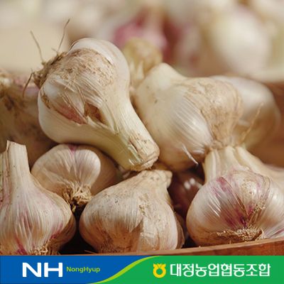 2026 햇 제주 대정암반수마늘 50통(반접) L사이즈, 특등급