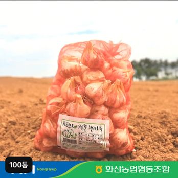 해남 화산농협 햇마늘 (100통, 1접, L사이즈)