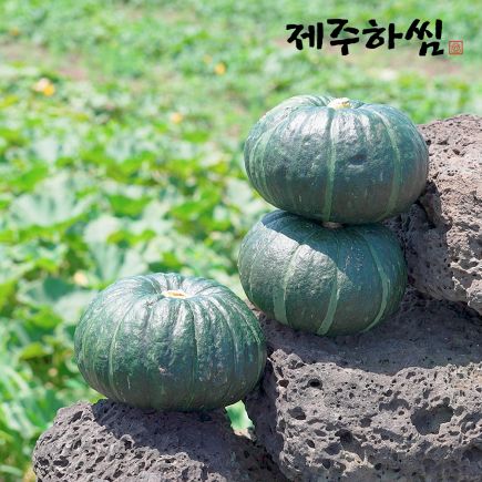 26년 햇 제주하씸 미니 밤단호박 8kg(보우짱) 2