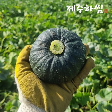 26년 햇 제주하씸 미니 밤단호박 8kg(보우짱) 3