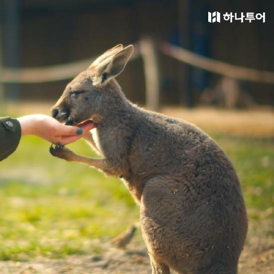 [여행의신세계]하나투어 호주 시드니 핵심투어 6일! 7일! 아시아나항공/4성급호텔/6대특식 전일정식사/핵심관광지! 3