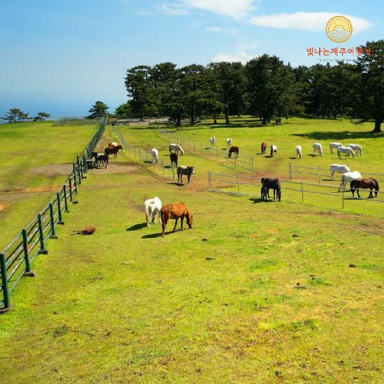 [*빛나는제주] 제주도 3박4일 22만9천원부터, 항공+호텔 3박+식사7회 포함!! 4