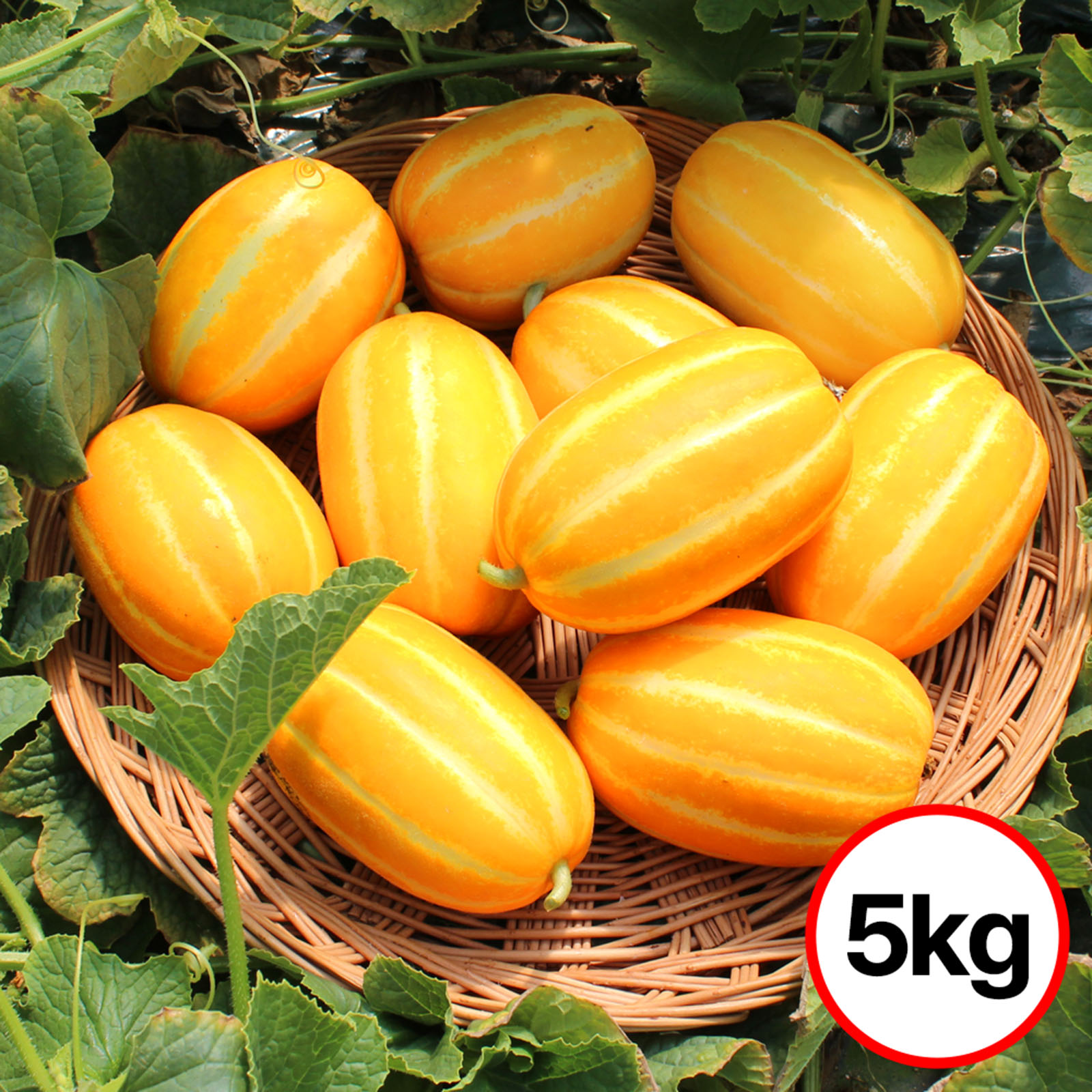 26년 햇 성주참외5kg