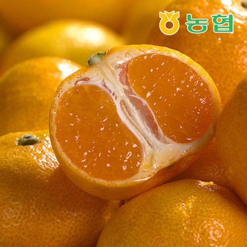 [제주농협][26년수확] 제주 햇 하우스감귤 3kg