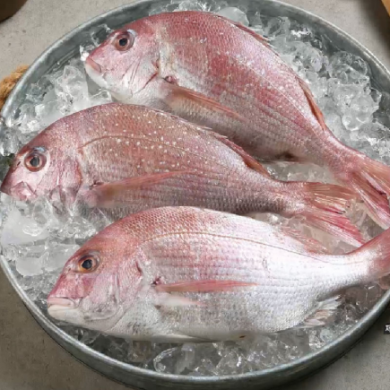 [우리참바다] 국내산 참돔 320g(2미)×6팩+250g×1미 추가구성