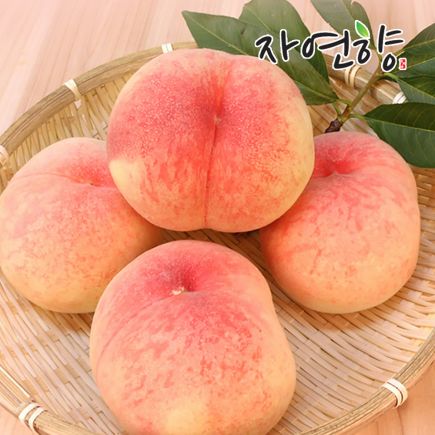 26년 햇 자연향 아삭이 복숭아 6kg