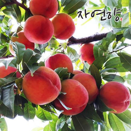 26년 햇 자연향 아삭이 복숭아 6kg 3