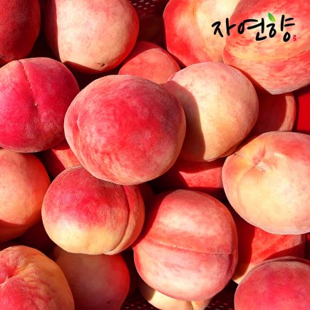 26년 햇 자연향 아삭이 복숭아 3kg*2박스