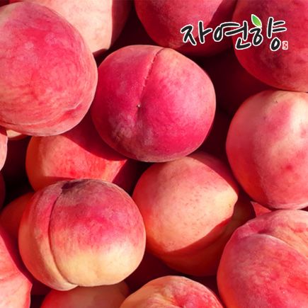 26년 햇 자연향 아삭이 복숭아 6kg 2