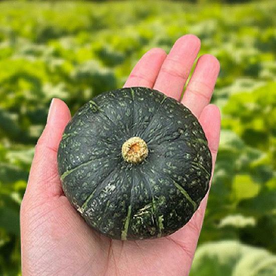 [카드 5%할인]제주 보우짱 미니 밤호박 4.5kg(과당 300~500g / 9~15개) 2