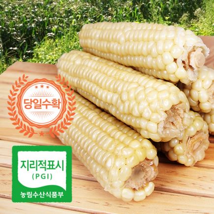 26년 햇 괴산대학 찰옥수수 30개(특등급)