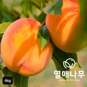 열매나무 경북 햇 황도 복숭아 4kg
