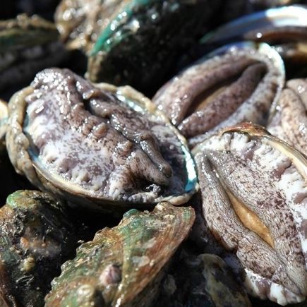[완도천재진전복] 완도 활전복 대왕특대 120g×15마리