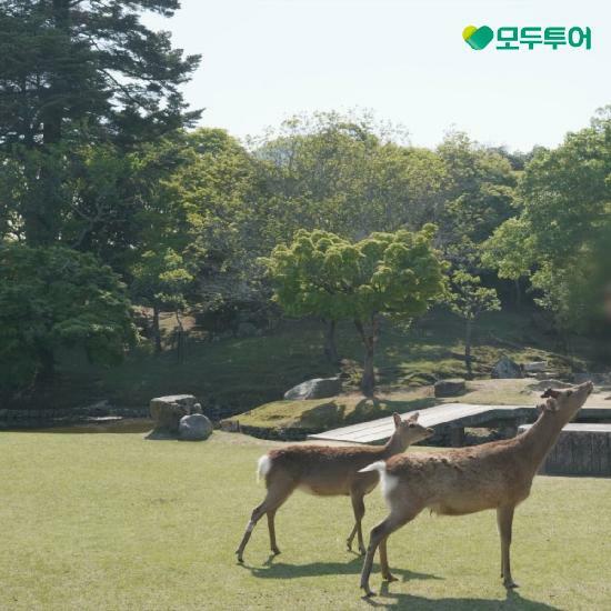 [*특집전]모두투어 시그니처 고베/오사카 3박 4일! 아시아나항공+월드체인호텔+온천+관광+식사 699,000원부터 3