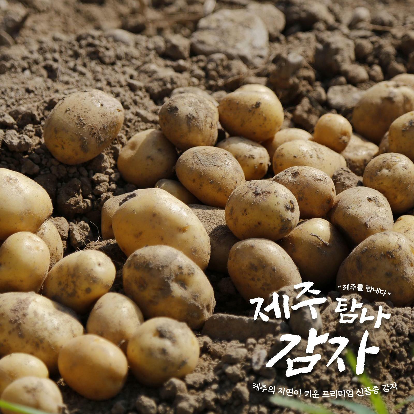 [카드 5%할인]제주 탐나 감자(5kg/개당 140g 이상)