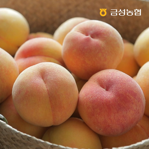 [금성농협]햇 황도 복숭아 4kg