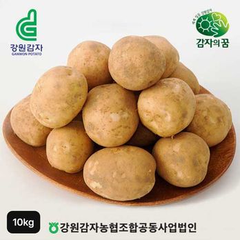 강원특별자치도 특등급 햇 두백감자 10kg