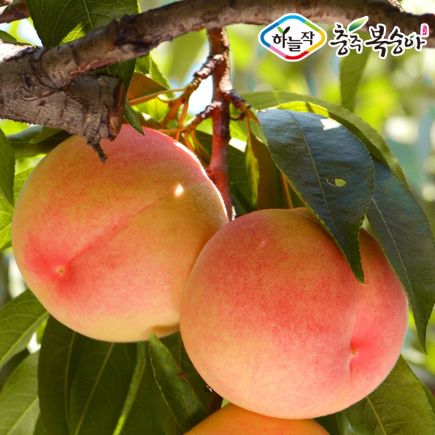(특등급) 하늘작 충주 복숭아 2.5kg×2상자 3