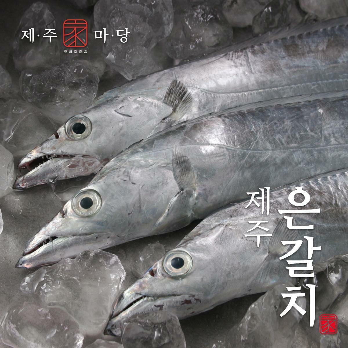 [카드 5%할인](방송에서만 4토막 더)제주가마당 제주 특대 은갈치 300g x 20토막+4토막, 총 24토막