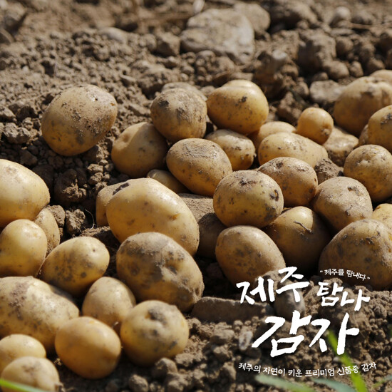 [농할] 국내산 제주탐나감자 5kg(개당 중량 130g내외)