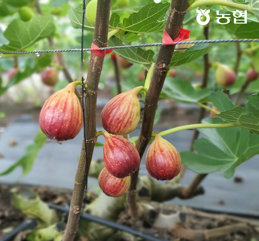 영암 햇 생 무화과 500g x 4팩 총 2kg 2