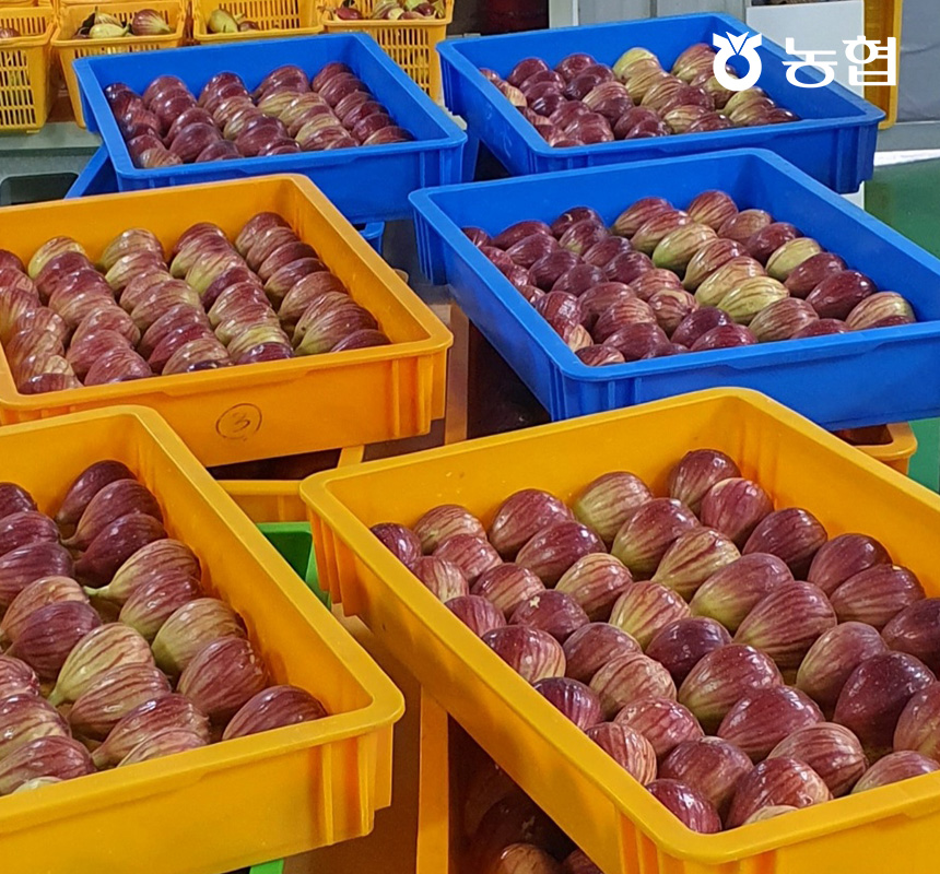 영암 햇 생 무화과 500g x 4팩 총 2kg 4