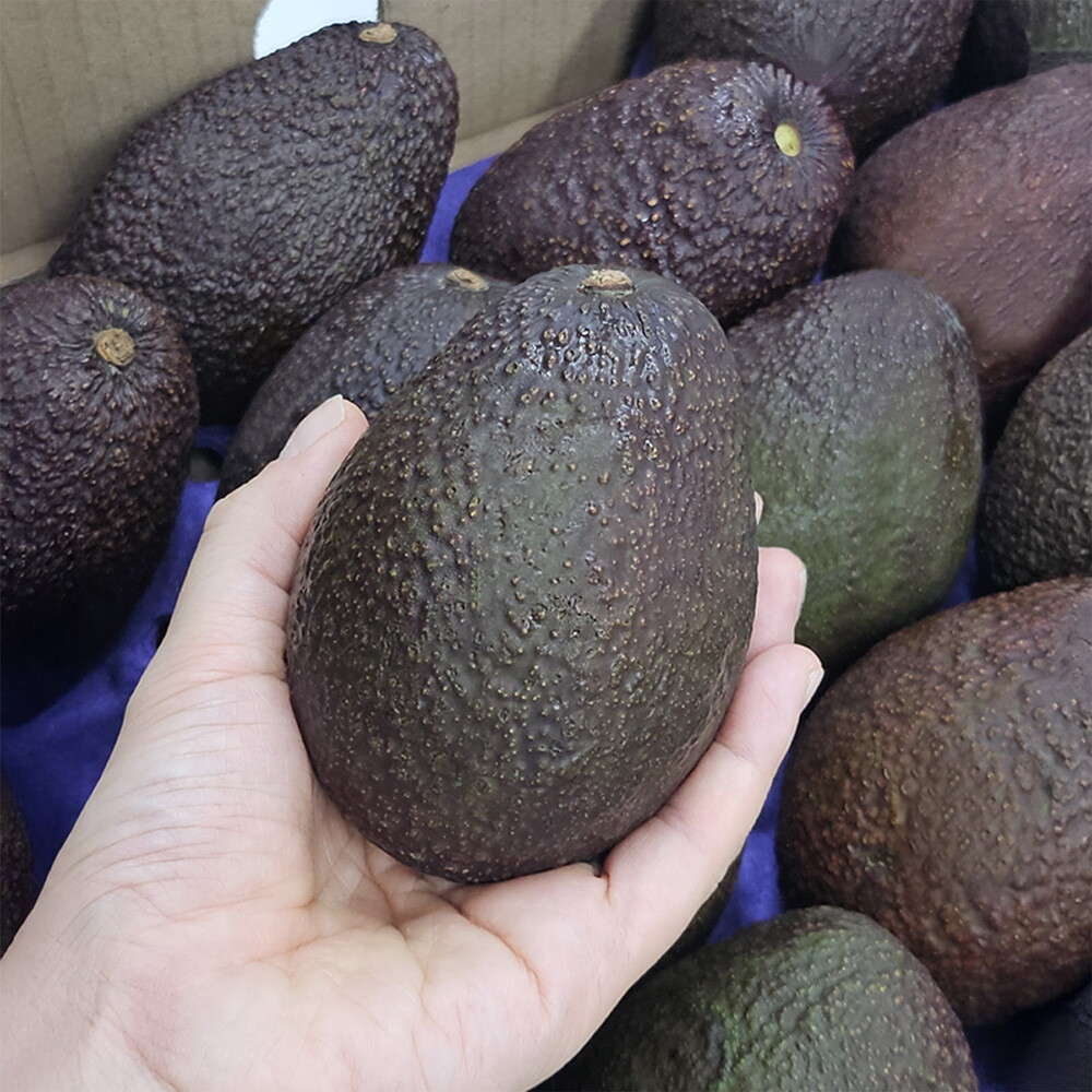바로먹는 후숙 아보카도 1.8kg (7-8입) 선물용 가정용 2