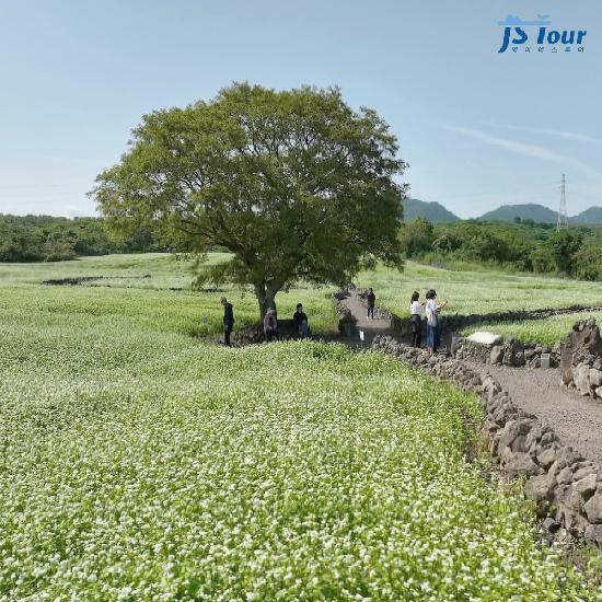 [*JS투어] 제주도 3박4일 19만9천원부터, 항공+호텔 3박+식사7회 포함!! 2