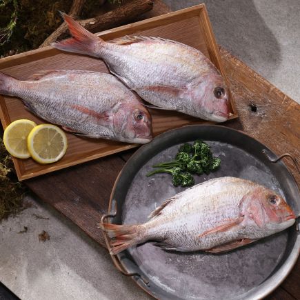 [총 중량 2.7kg] 국내산 자연산 반건조 참돔 300g x 9팩(1팩 2미)