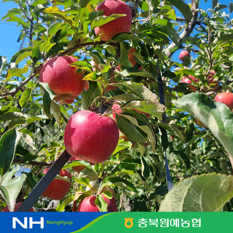 결초보은 깨끗이씻은 홍로 사과 2.5kg*2박스(총 5kg) [18-24과/과당 214~300g]