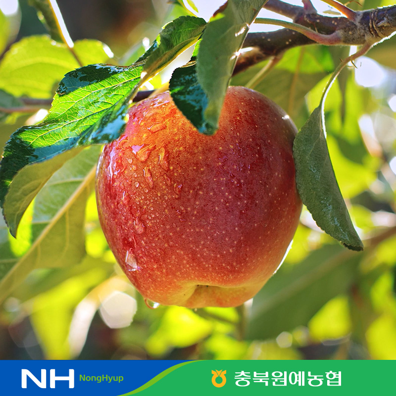 결초보은 깨끗이씻은 홍로 사과 2.5kg*2박스(총 5kg) [18-24과/과당 214~300g] 4
