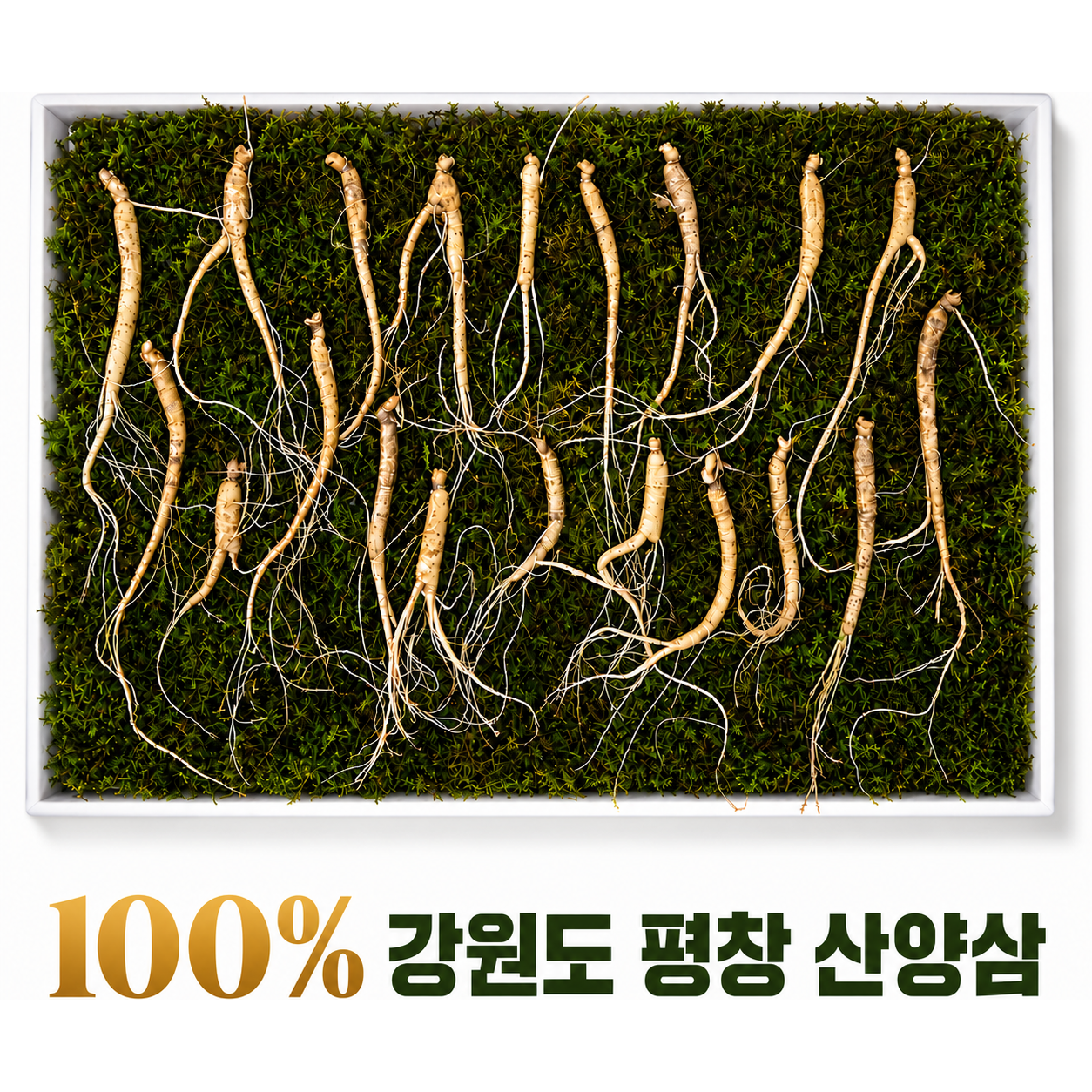 강원도 평창 5년근 이상 산양삼 총 20뿌리 2