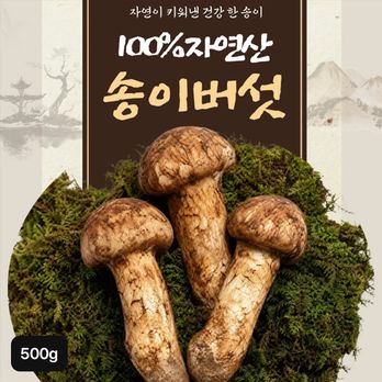 자연산 햇 송이버섯 500g (1등품, 전장 8cm 이상, 6~12송이)