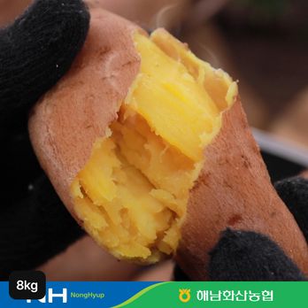해남 화산농협 햇 호박고구마 4kg+4kg