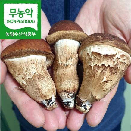 [옥과농원] 무농약 참송이버섯 1kg